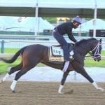 Captain Bodgit, Maryland’s near-miss star