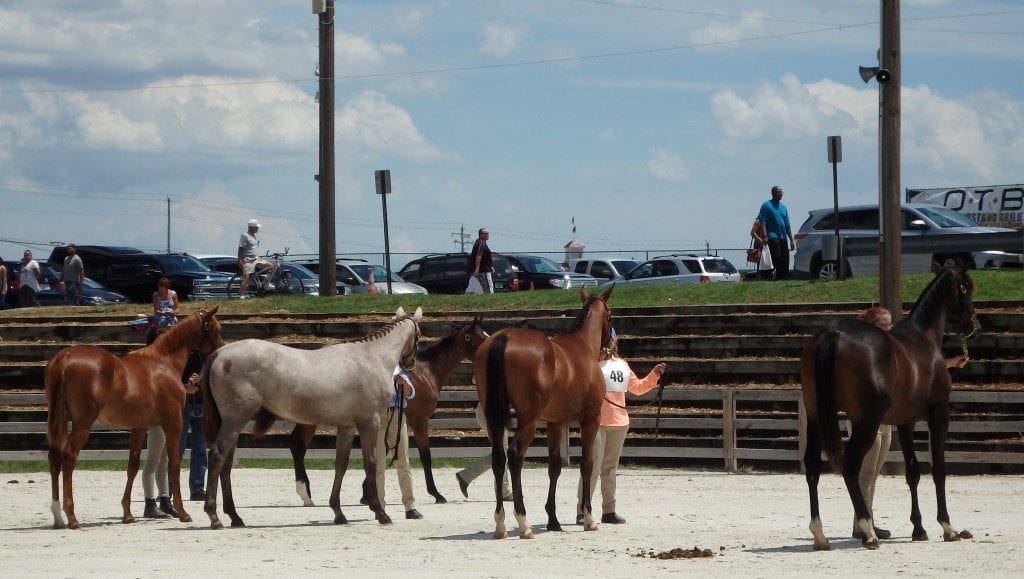 yearling show