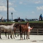 yearling show