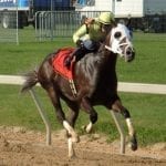 Irish War Cry earns top NJ-bred honors