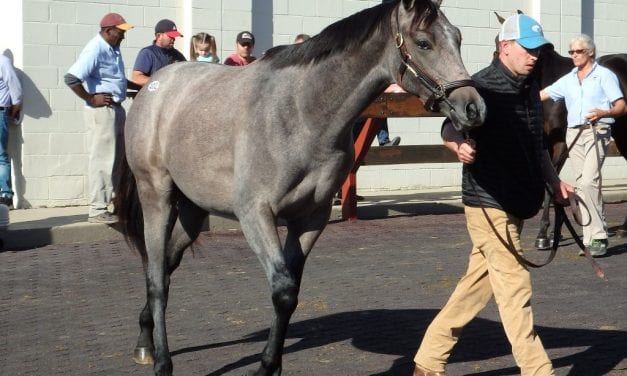 Fasig-Tipton Midlantic fall yearling sale: By the numbers