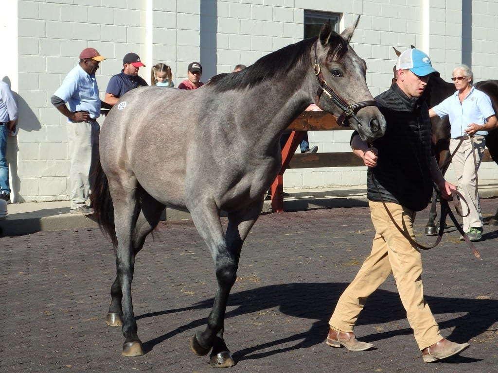 Fasig-Tipton