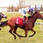 Alliance, half-brother to Tepin, to stand at Maryland’s Bonita Farm
