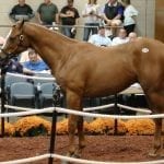 Heritage Stallions partners to split