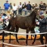 Fasig-Tipton yearling sale has much for regional buyers