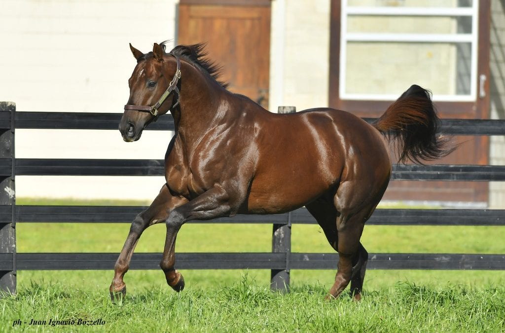 VTA stallion season auction set for Tuesday