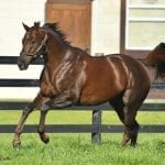 On tap: Midlantic-breds in graded stakes this weekend