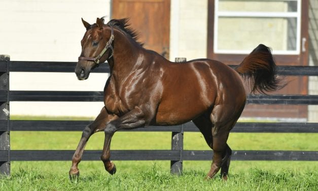 Holy Boss: Blazing speed, “impeccable looks,” and a quality pedigree