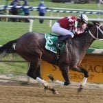 Ben’s Cat wins 2017 Vox Populi Award