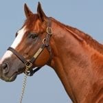 Laurel Park card spiced by SC residency races