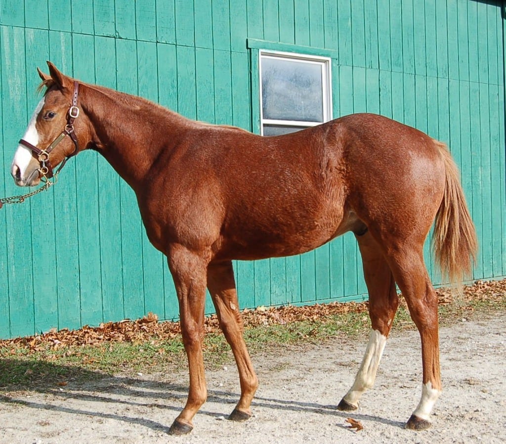 Fasig-Tipton