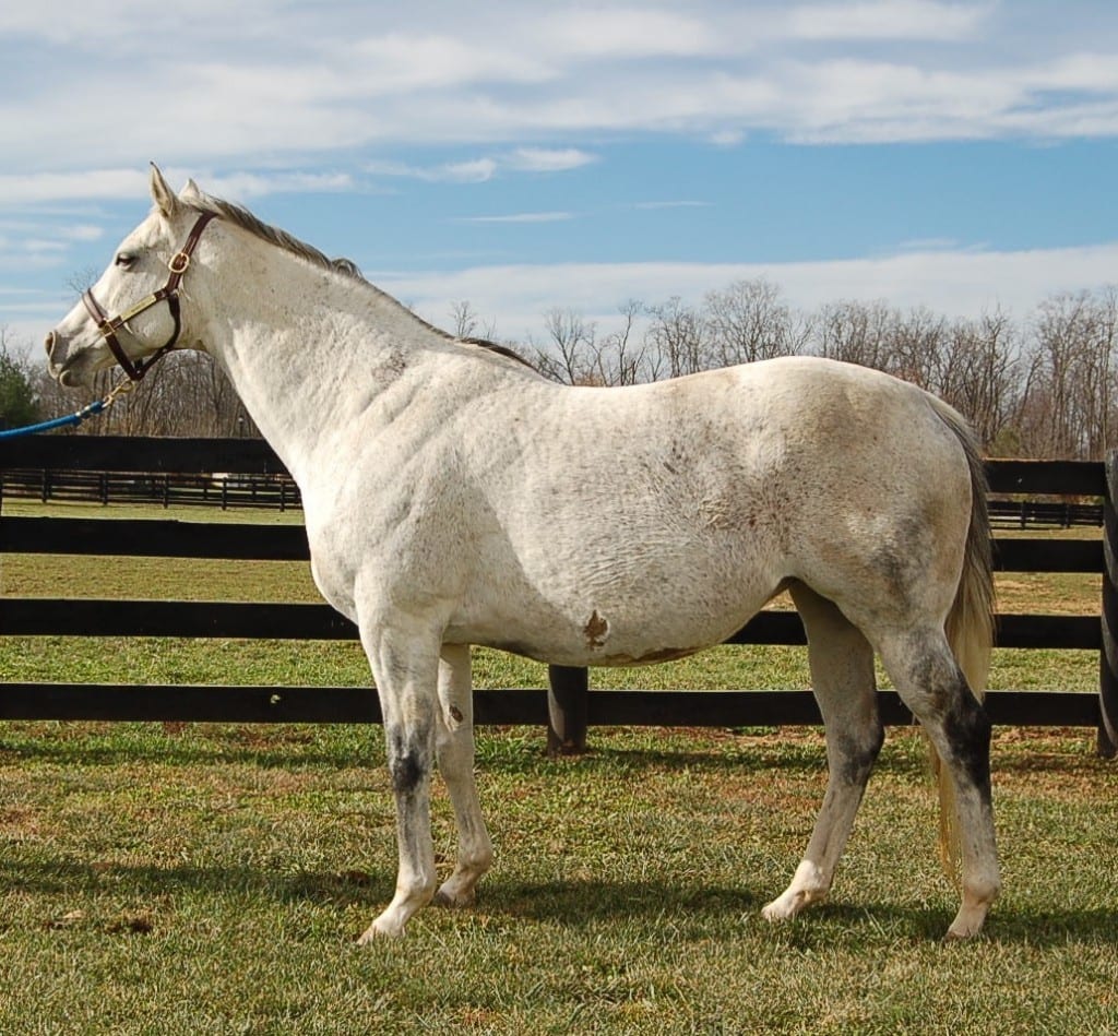 Fasig-Tipton