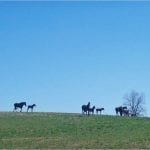 Jan. 27 Laurel Park stakes: Day in photos