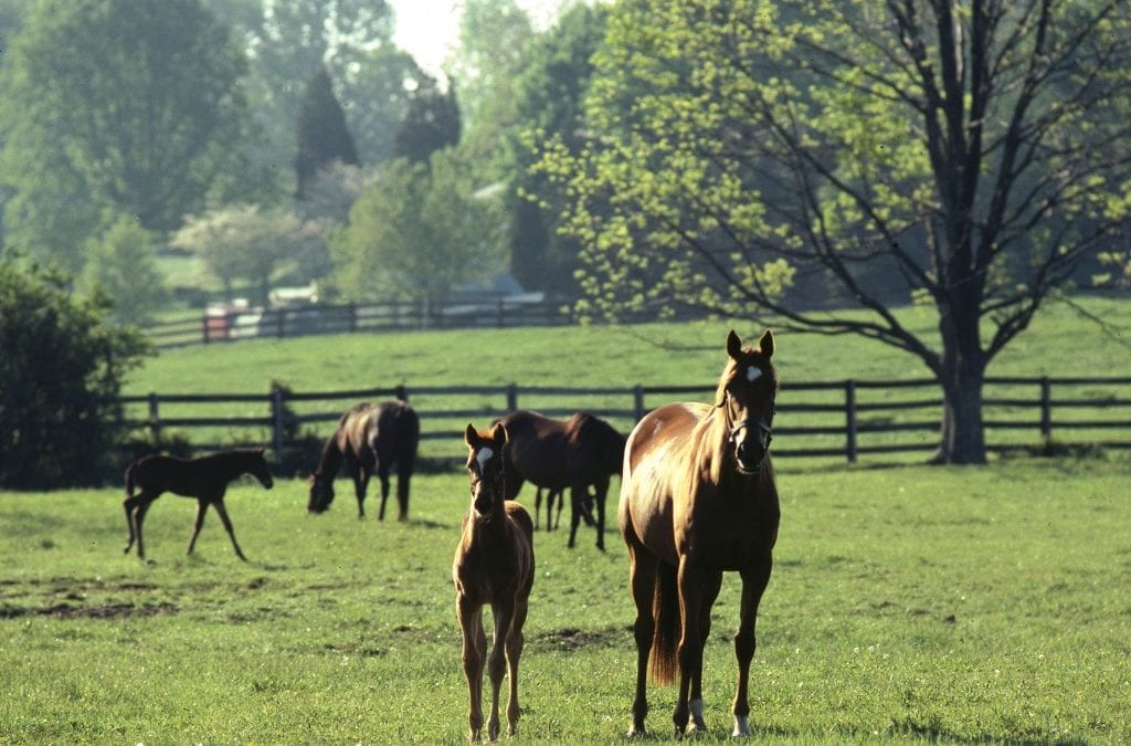 Grand opening set for Md. Horse Library