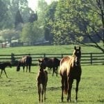 Grand opening set for Md. Horse Library