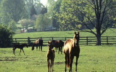 Maryland Horse Foundation launches new website