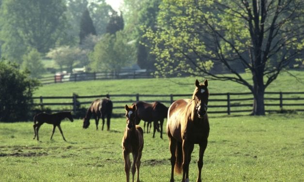 Maryland Horse Foundation launches new website