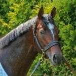Preakness profiles: Justify
