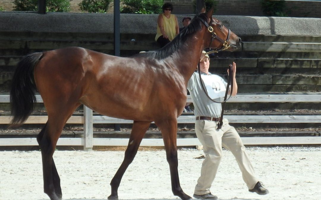 Trainer Michael Stidham to judge MHBA Yearling Show