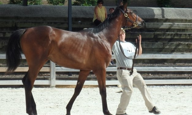 96 compete in MHBA Yearling Show