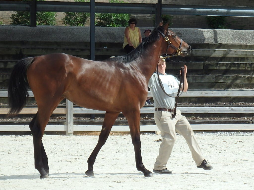 MHBA Yearling Show