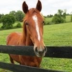 Triple Crown update: Hot Rod rising