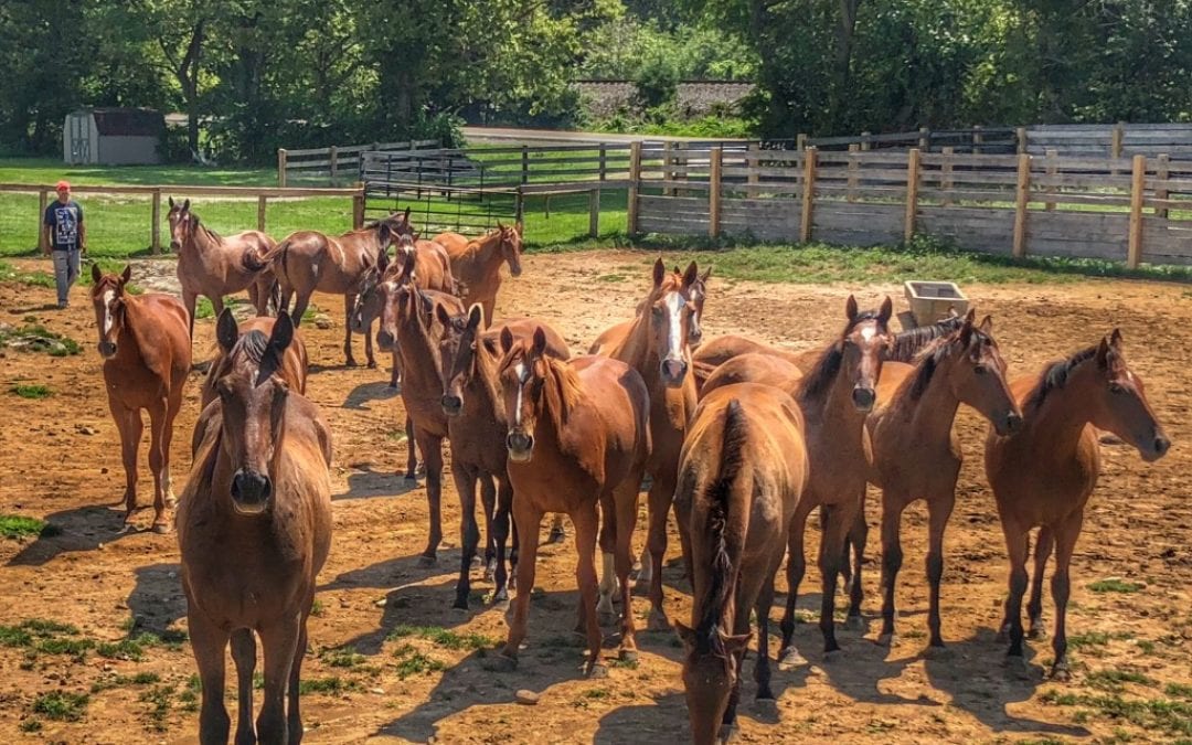 WVBC Name that Foal contest returns