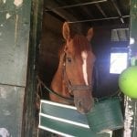 Delaware Park 2018 horses to watch: September 3