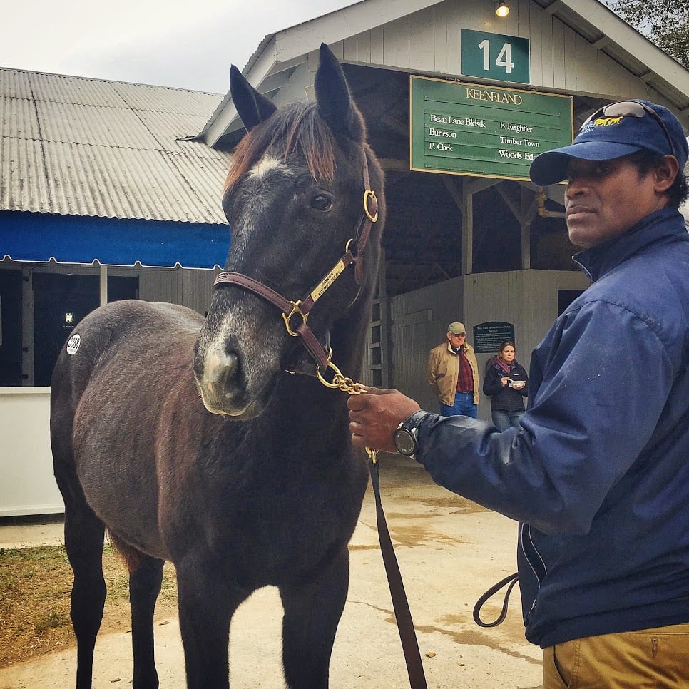 Knicks Go selling as a weanling. Photo courtesy of Sabrina Moore.