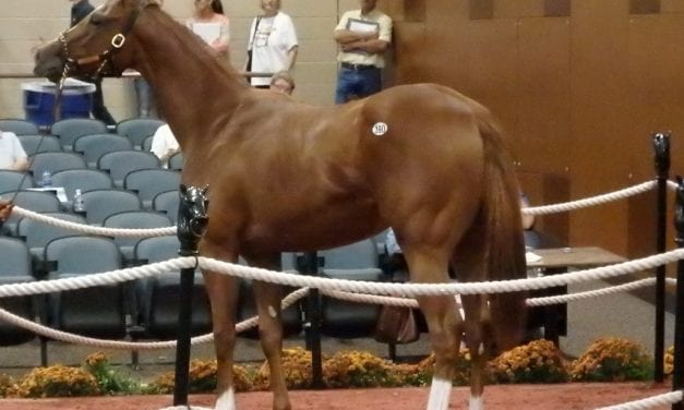 Adaptability leads to positive outcomes at Fasig-Tipton yearling sale