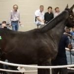 Delaware Park Handicappers’ Notebook 2021 Vol. 17