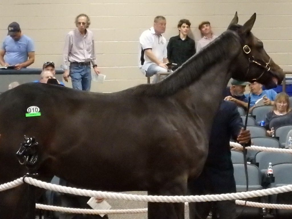 fasig-tipton