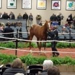 Fasig-Tipton Mixed: Three things to watch for