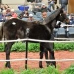 Scrap Copper, Our Braintrust head Maryland Juvenile Futurity