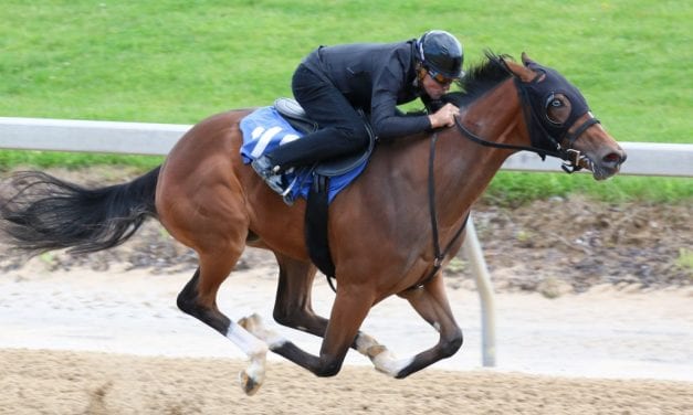 Safety the watchword during Timonium breezes for 2yo sale