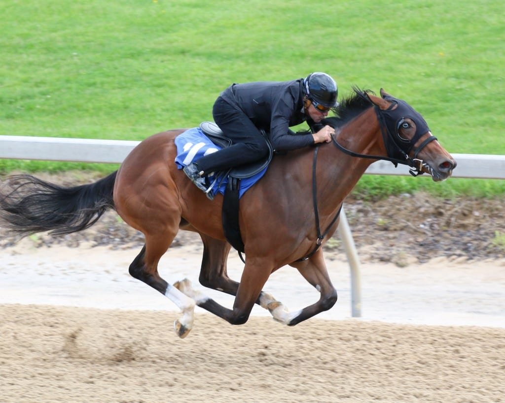 Hip 118 at Fasig-Tipton Midlantic 2yo in training