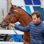 Horse welfare and safety summit set for June 2020