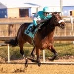 Brad Cox: “We were bringing Owendale regardless of who came”