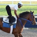 Improbable looms top Preakness contender