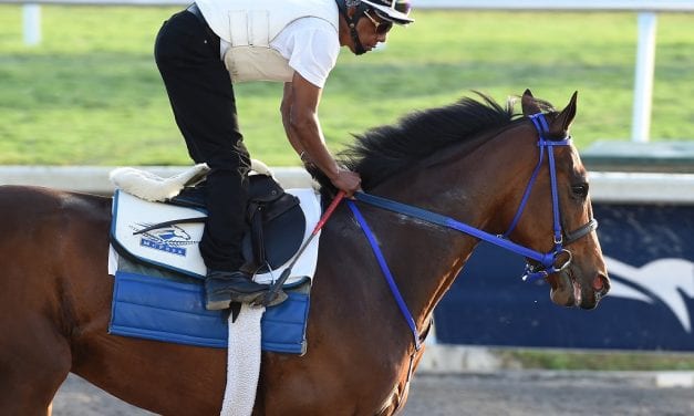 Preakness Profiles: Signalman
