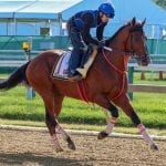 Preakness Profiles: Laughing Fox