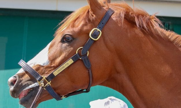 Preakness Profiles: Laughing Fox