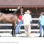 Delaware Park 2019 horses to watch: July 8