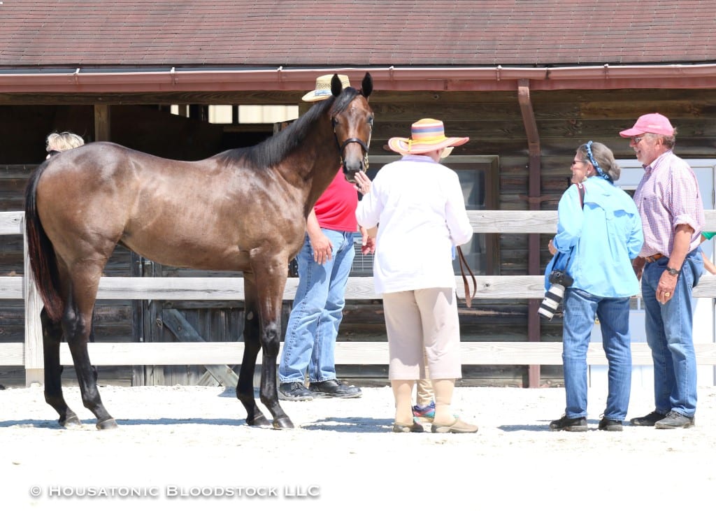 Yearling show