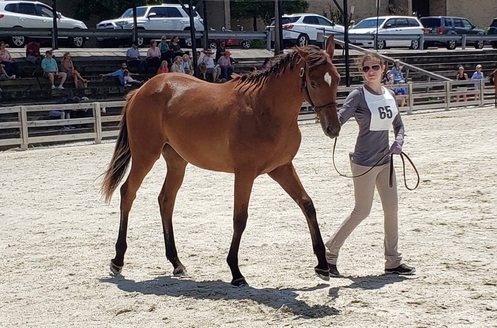 Chanceland Farm homebred takes top honors at MHBA Yearling Show