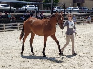 hip65-2019 yearling show