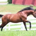 Back in form, Jaywalk headlines G3 Monmouth Oaks