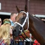 Racetrack vets call for equine safety enhancements
