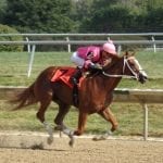 First Irish War Cry foal arrives