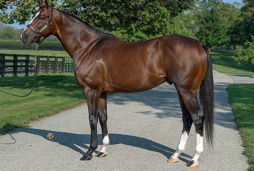 Normandy Invasion added to Pin Oak Lane Farm roster